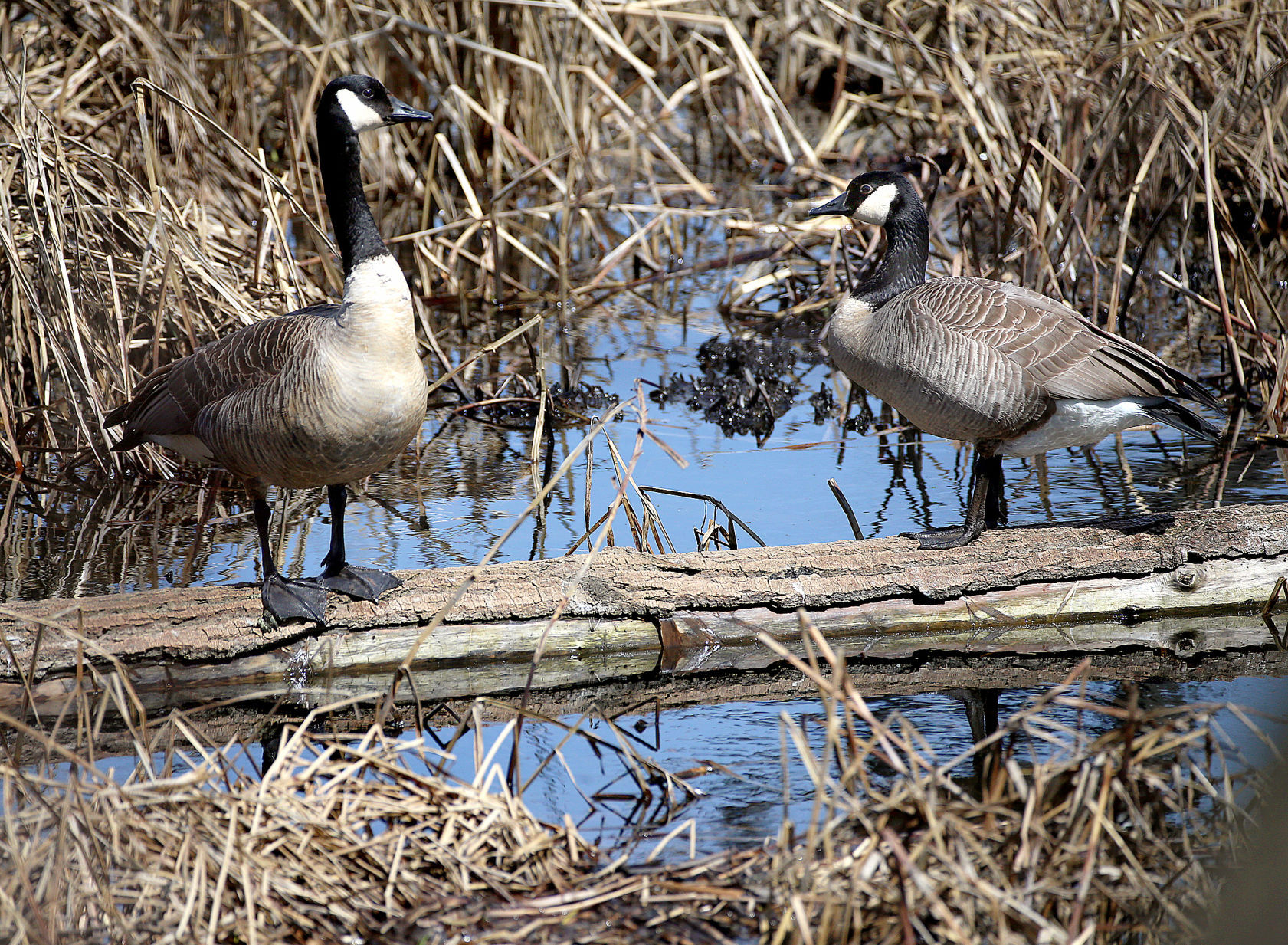 Wildlife in the La Crosse River marsh